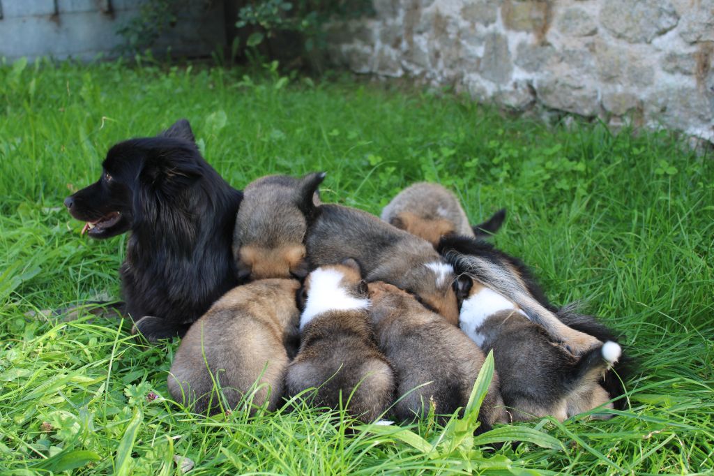 chiot Berger islandais Oturaettin